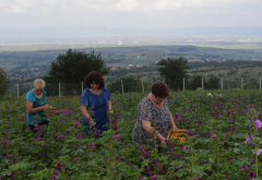 Women Farmers Increasingly Interested in Medicinal Aromatic Plant Cultivation