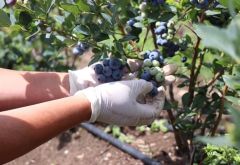 Global GAP Certification for Kosovo Blueberry Cultivators