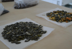 Local Producer Launches New Line of Pumpkin Seed Processing