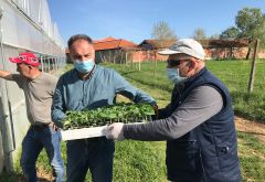 Vegetable Seedling Distribution Begins in Kosovo